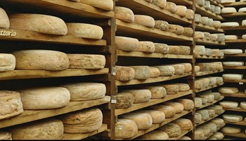 Le Tome della Valchiusella: un racconto di Sapori, Tradizione e Comunità